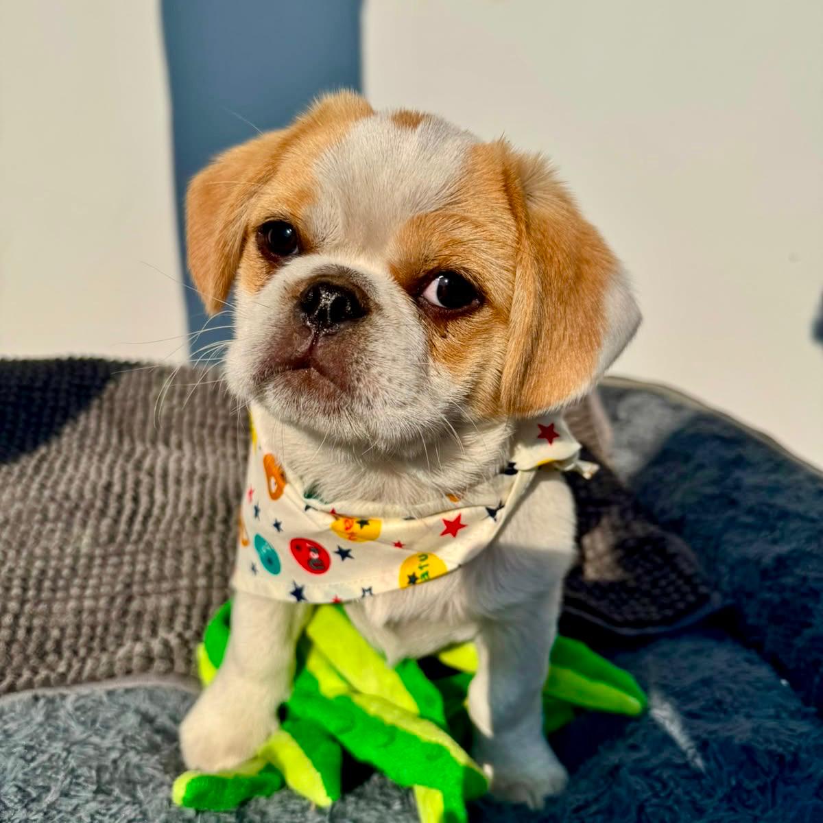 Frankie IMG-20260718-WA0006